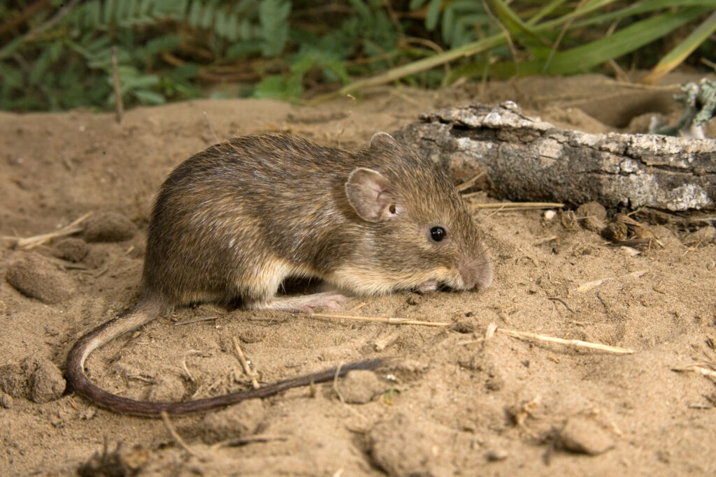 California Rodents