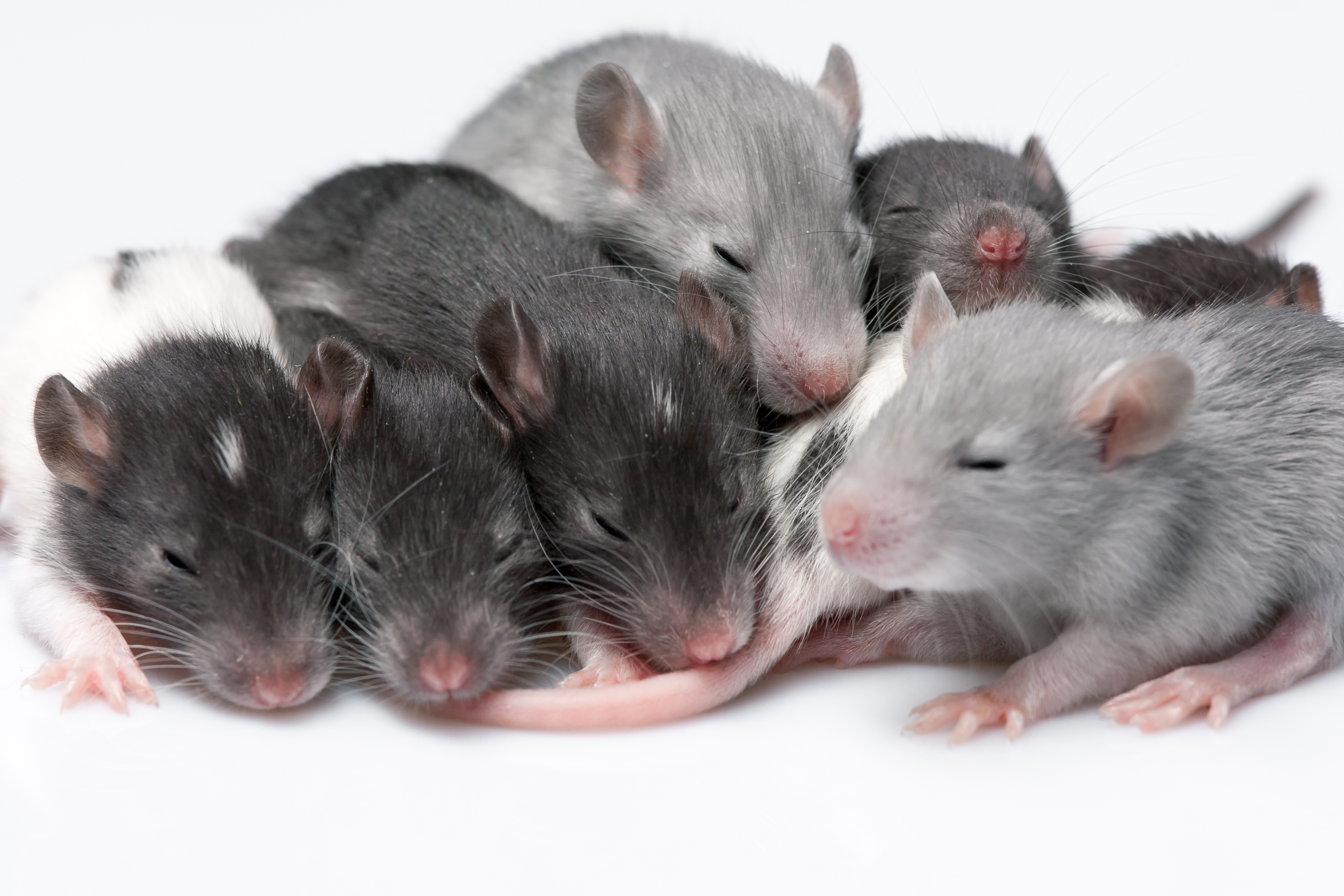 What does a baby on sale rat look like