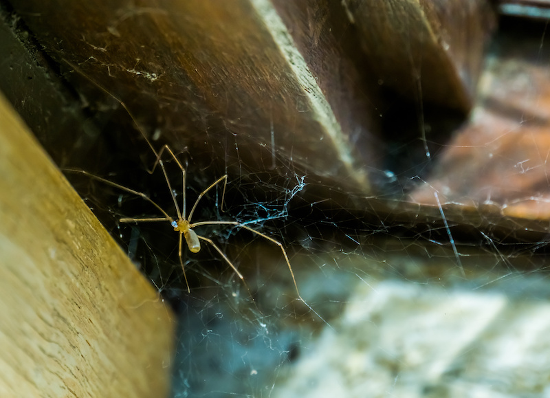 Daddy long legs in a web