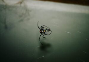 Black widow spider in a web