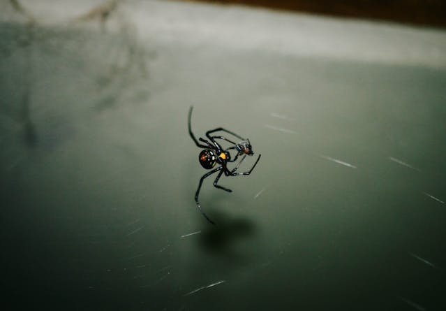 Black widow spider in a web