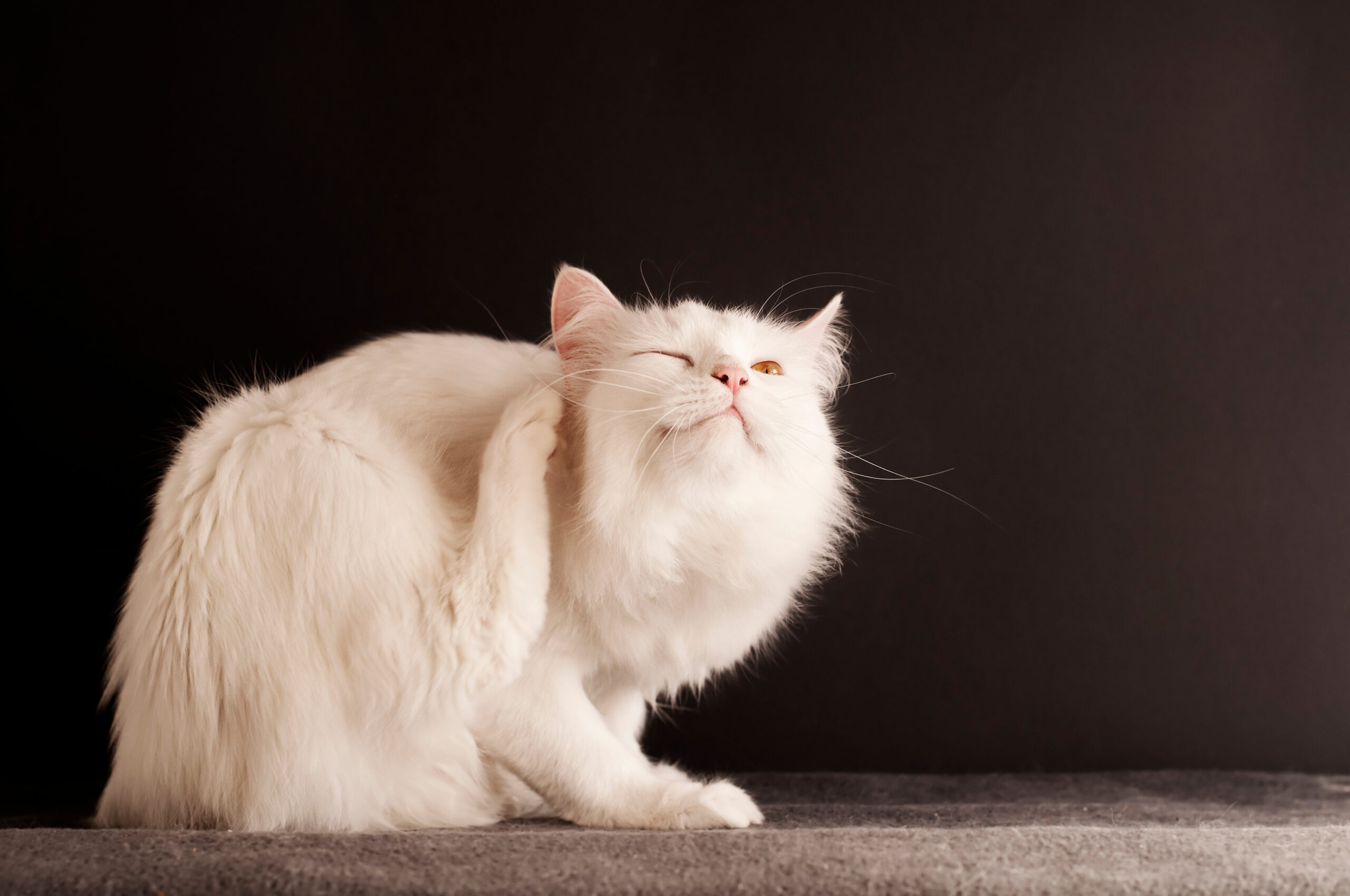 Cat scratching itself because of fleas San Jose flea control. Protect your pets!