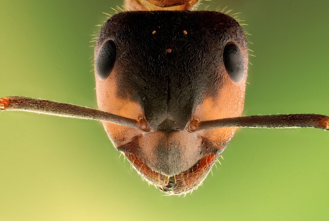 What Smells Do Ants Hate 12 Natural Ant Repellents Banner Pest Services