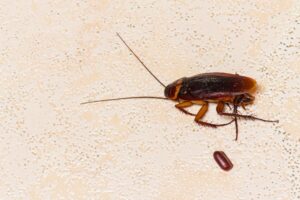 What Do Roach Eggs Look Like? - Revealing the Mystery
