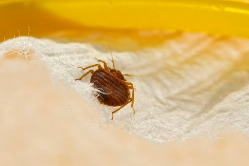 Bed bug crawling through a mattress cover