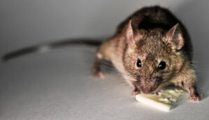 Mouse eating a piece of cheese