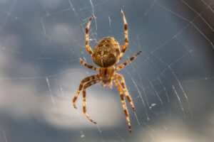 Spider hanging from a web. If you spot venomous spiders in your home then contact a spider exterminator.