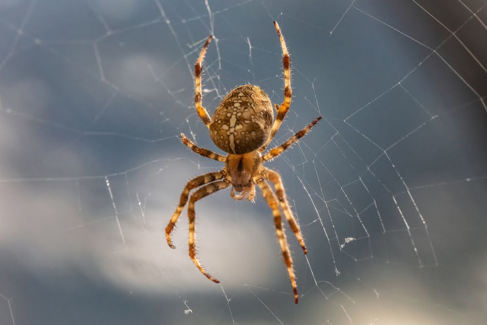 Spider hanging from a web. If you spot venomous spiders in your home then contact a spider exterminator.