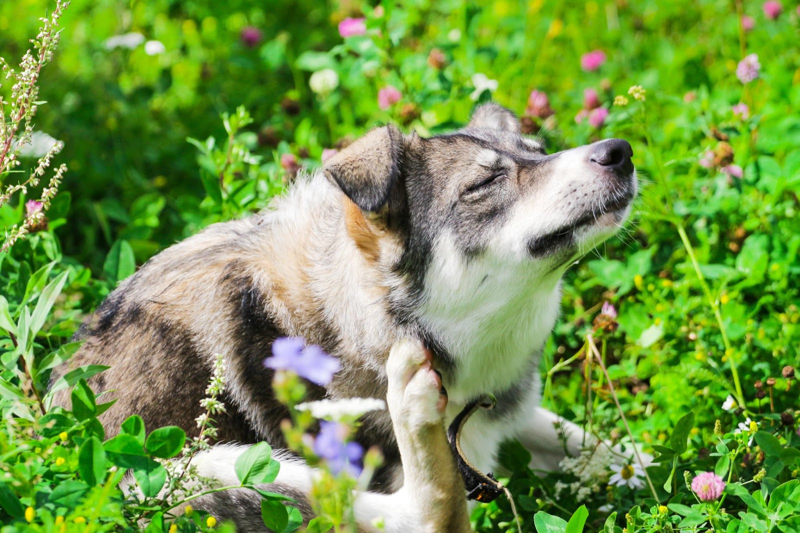 Picture of Flea Prevention Walnut Creek | Flea Control Tips